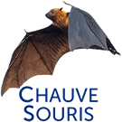 Les Chauves souris