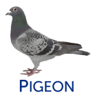 Les Pigeons