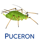 Les Pucerons