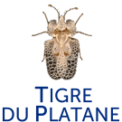 Tigre du Platane